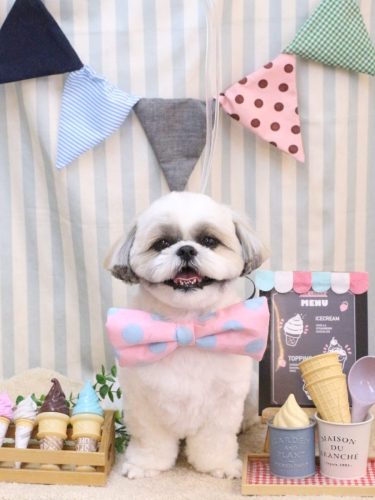 20250518みたらしちゃん